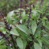 Sweet Thai - Basil Seed