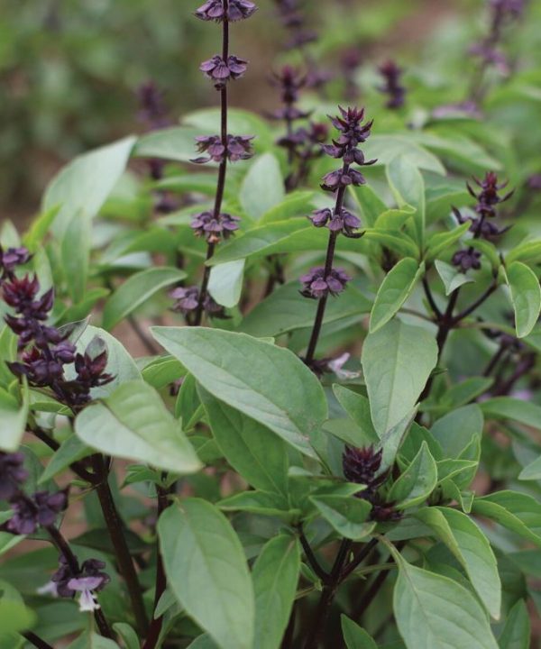 Sweet Thai - Basil Seed
