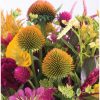 Organic Echinacea Seeds