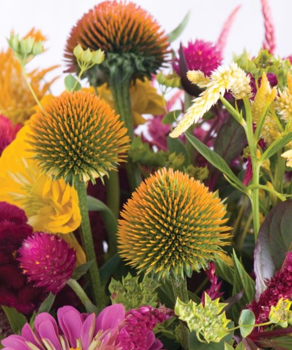 Organic Echinacea Seeds