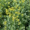 Rue Seeds | 100% Guaranteed