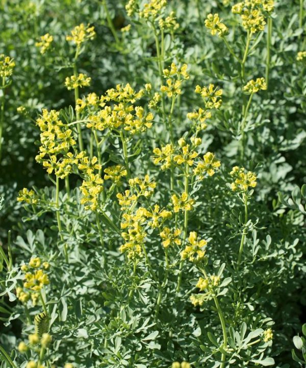 Rue Seeds | 100% Guaranteed