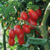 Red Pearl - Organic Tomato Seed