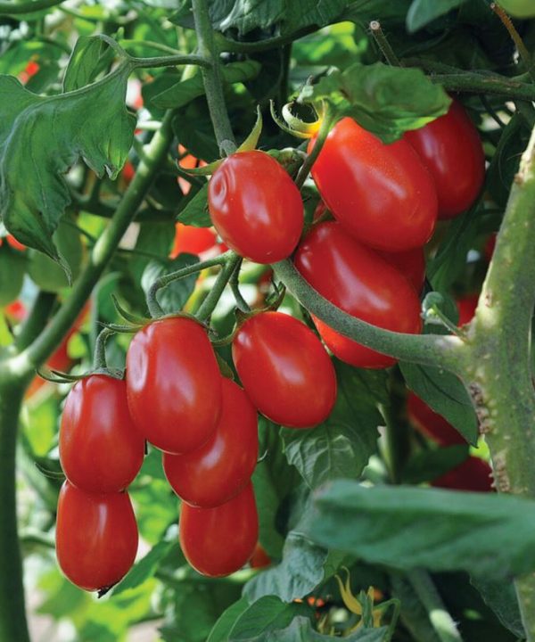 Red Pearl - Organic Tomato Seed