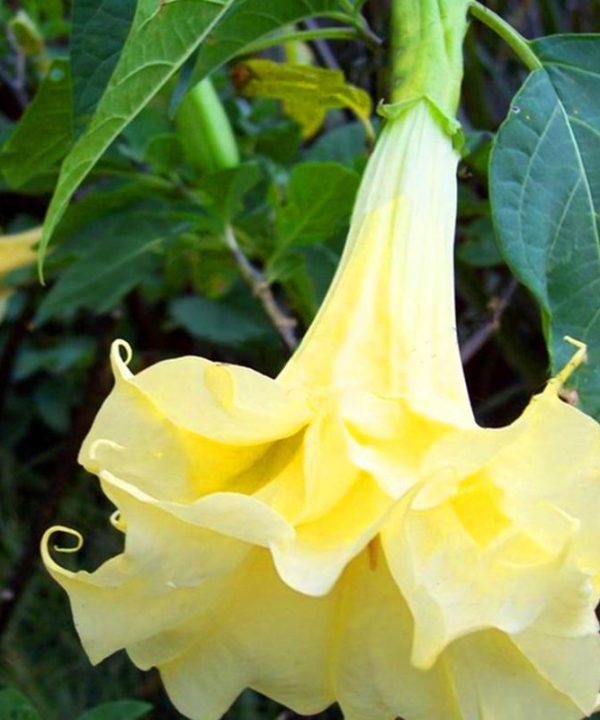 Angel Yellow Brugmansia Seeds Fragrant Trumpet Flowers