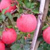 Apple Seeds Saplings of fruit the following year the results