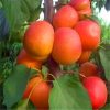 Apricot Tree Seeds Garden Orchard Green Plants Edible Fruit Tree
