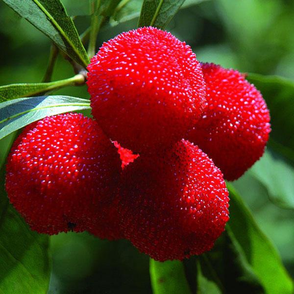 Arbutus Seeds Delicious Sweet Sour Chinese Fruit Seeds Farm