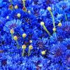 Aster Matsumoto Blue Tipped White