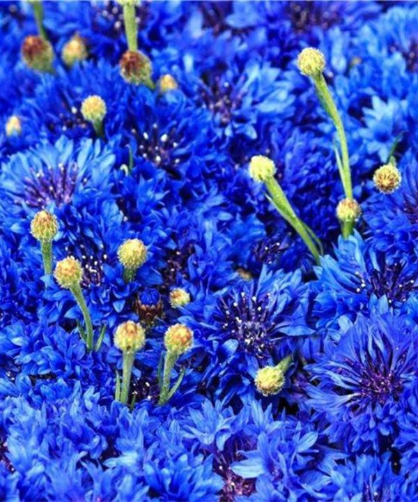 Aster Matsumoto Blue Tipped White
