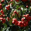 Authentic hawthorn fruit plant mountains in red plant sour fruit
