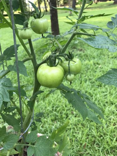 BHN 1021 - (F1) Tomato Seed photo review