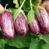 Basil Color Eggplant Seeds Selling Organic Vegetable Seeds