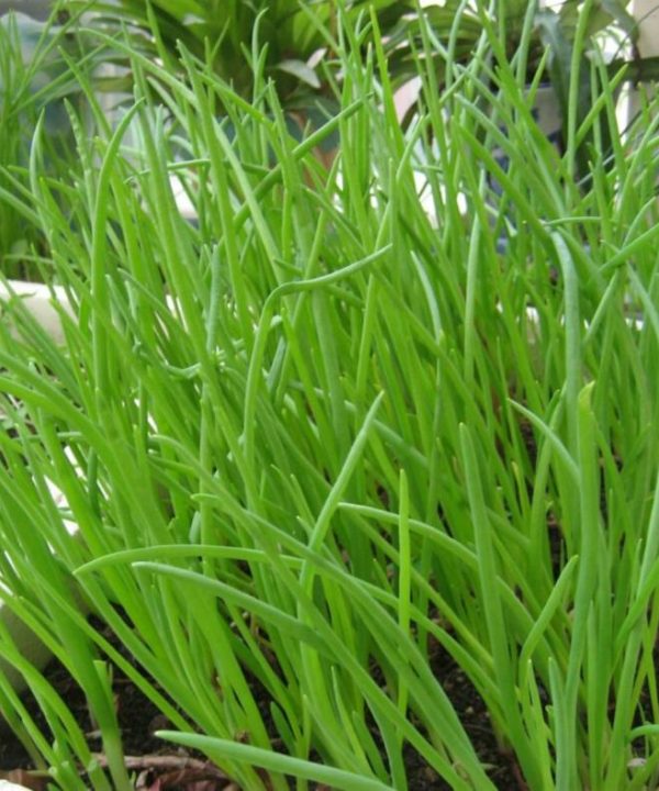Beijing Small Shallot Seeds vegetable Seeds