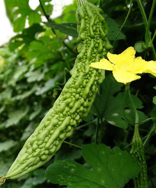 Bitter Melon Seeds Virgo Sementes Long Balsam Pear Seeds