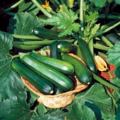 Black Beauty Organic Squash