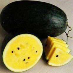 Black Orange Watermelon Yellow Meat Watermelon Courtyard Balcony