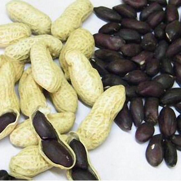 Black Peanut Seeds Organic Fruit Vegetable Home DIY Snacks Plant