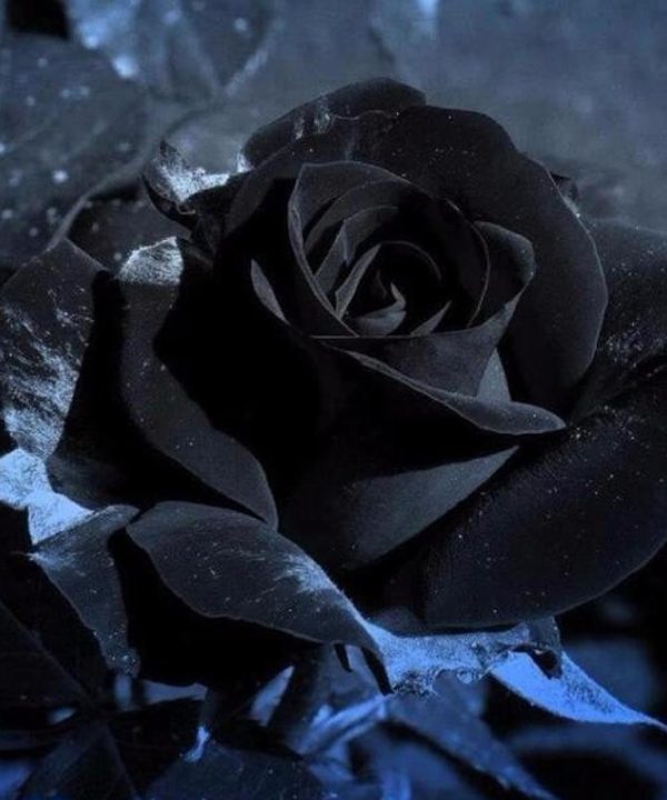 Black Rose Seeds Beautiful Flower Seeds Home Garden Bonsai