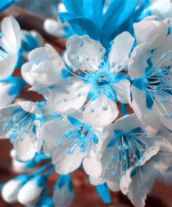 Blue Cherry Seeds Blue Sky White Cherry Garden