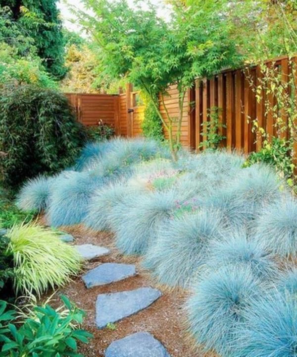 Blue Fescue Grass Seeds Perennial Hardy Ornamental Grass