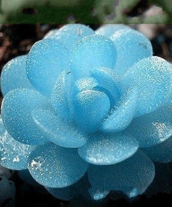 Blue Lithops Perennial Pseudotruncatella Seeds Kyanite Succulent