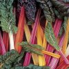 Bright Lights Swiss Chard Seed