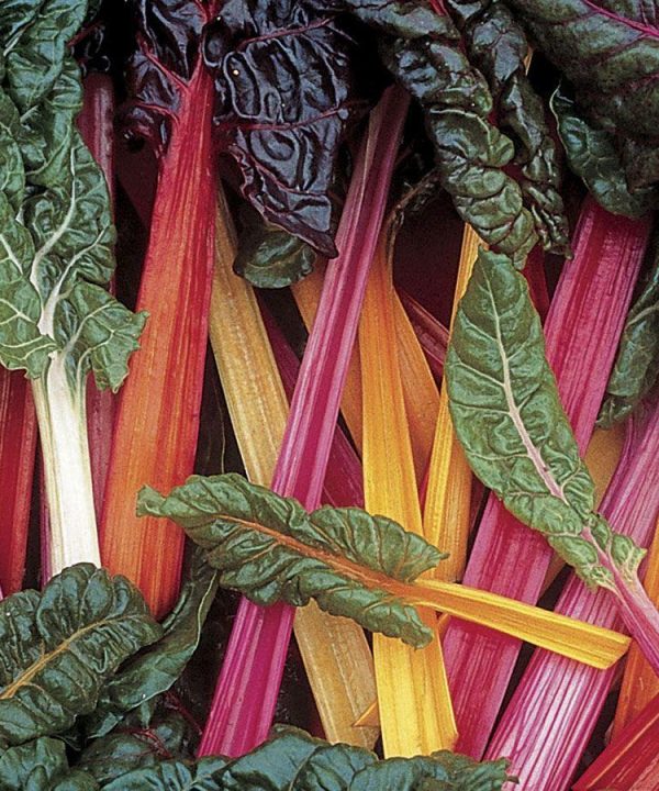 Bright Lights Swiss Chard Seed