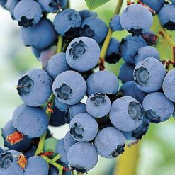 Brightwell Rabbiteye Blueberry Seeds Good For Baking And Fresh E