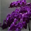 Butterfly orchid hot sale dark purple Seeds