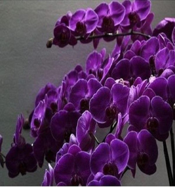 Butterfly orchid hot sale dark purple Seeds