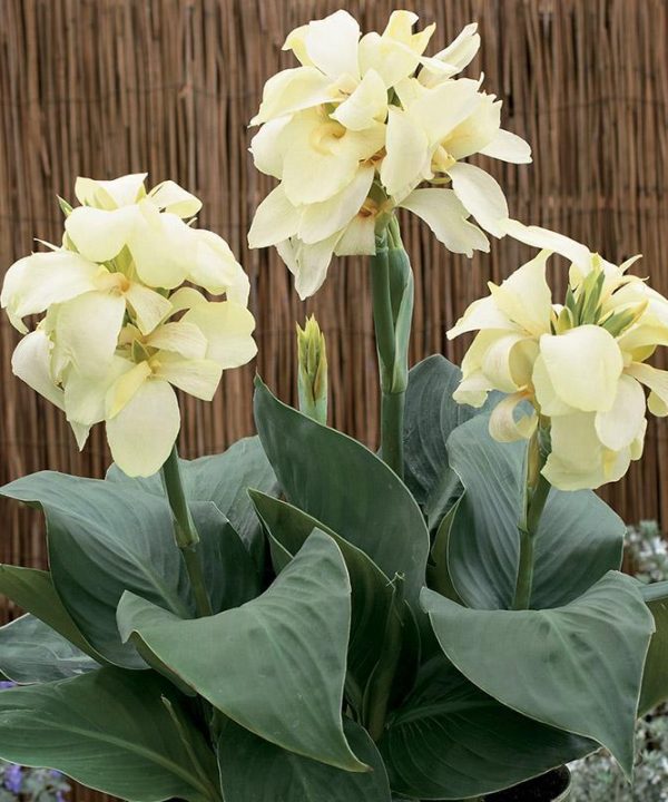 Canna South Pacific Ivory F1