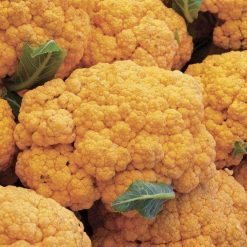 Cauliflower Cheddar Hybrid