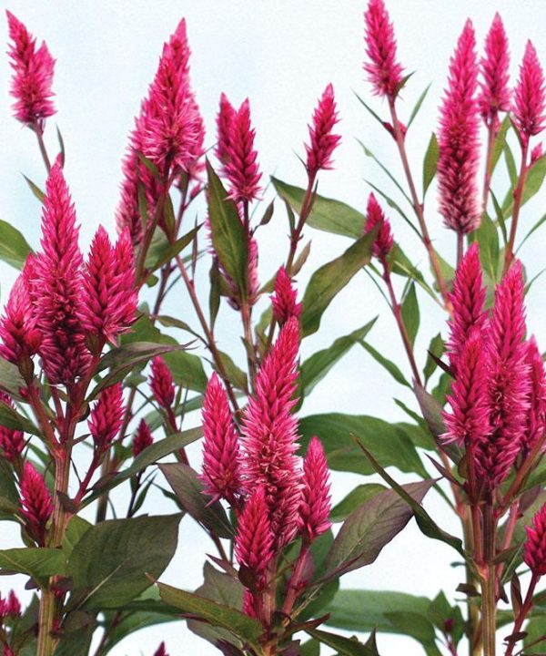 Celosia Asian Garden