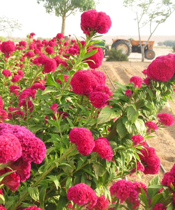Celosia Chief Dark Rose Organic