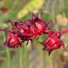 Chinese Herb as Tea Flower Bonsai Plant DIY Home Garden Plants S