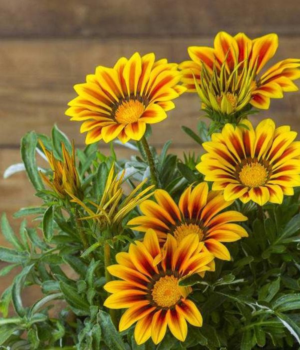 Chrysanthemum Flower Seeds Perennial Flower Landscape Garden Cou