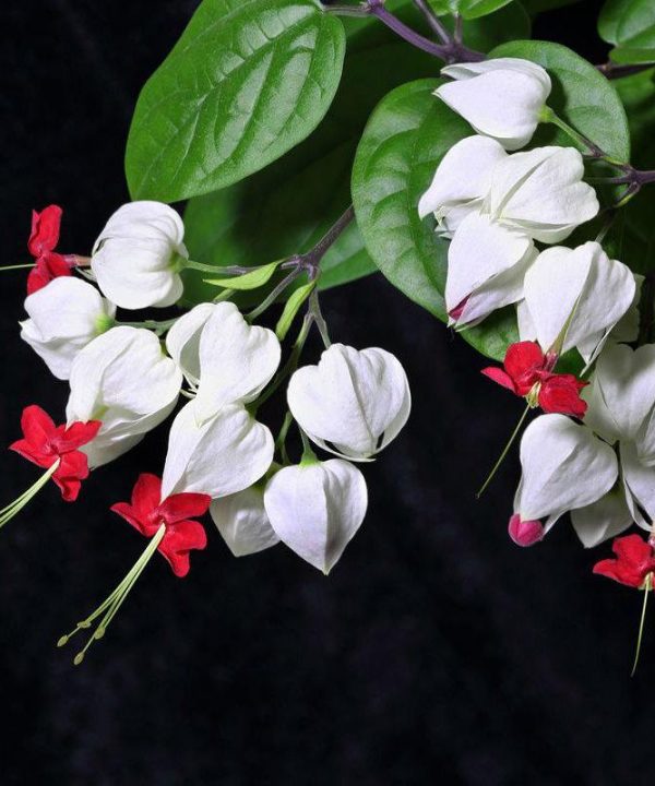 Clerodendrum thomsonae Balf Seeds Rare Flower Garden Bonsai Seed