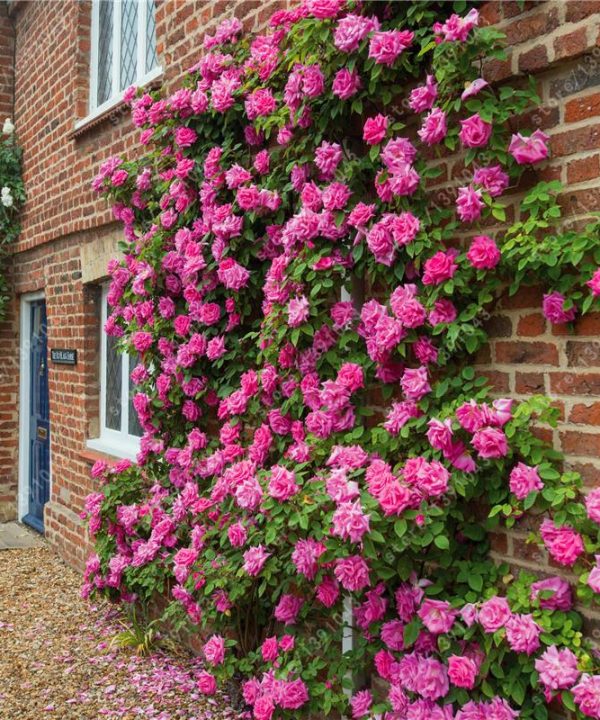 Climbing Rose Seeds Courtyard Plants Flower Seeds