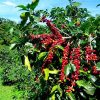 Coffee Beans Seeds Garden Organic Bonsai Coffee Plant Seed