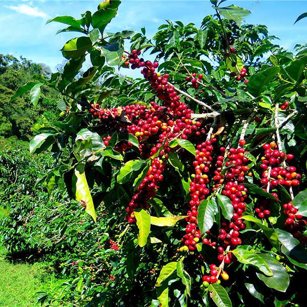 Coffee Beans Seeds Garden Organic Bonsai Coffee Plant Seed