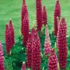 Colorful Rainbow Lupine Plants Russell Lupinus Beauty Flower