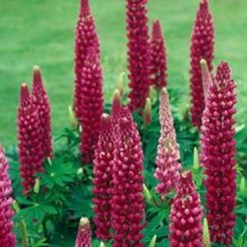 Colorful Rainbow Lupine Plants Russell Lupinus Beauty Flower