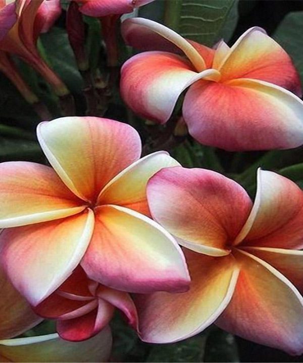 DIY Seeds Hawaiian Frangipani Decorations Flower Seeds