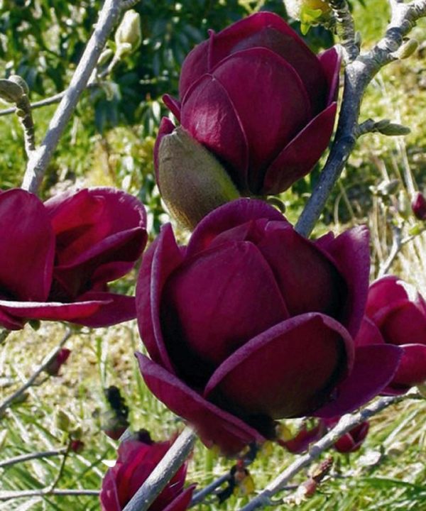 Deep Purple Black Magnolia Yulan Tree Flower Tulip Tree Seeds