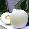 Dulce Nectar Honeydew Melon Seeds