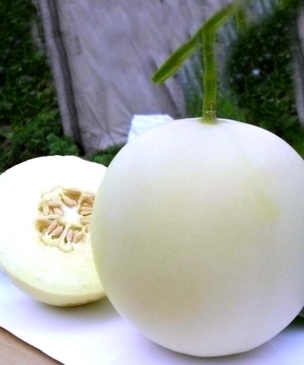 Dulce Nectar Honeydew Melon Seeds