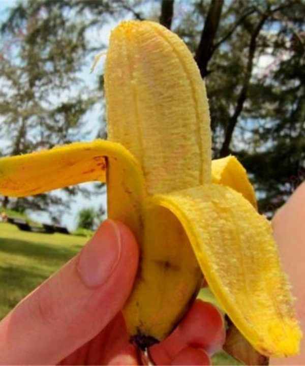 Dwarf Banana Seeds Tropical Fruit Seeds Outdoor for Home Plantin