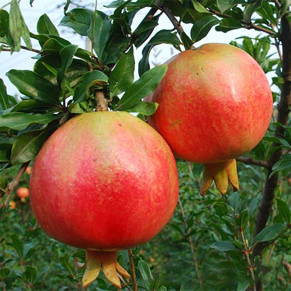 Egrow Pomegranate Seeds Sweet Delicious Indoor Fruit Seeds