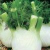 Europe Fragrant Bulb Fennel Seeds Organic Vegetable Seeds
